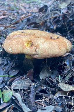 Ormanda yabani mantarlar, Endülüs, Sierra Tejeda Doğal Parkı, İspanya