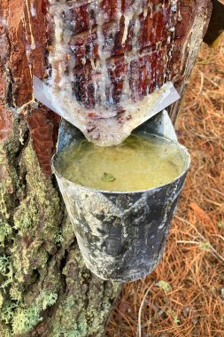 Resinous pine sap appears when coniferous wood is damaged, Sierra Tejeda Natural Park, el Robledal, Spain clipart