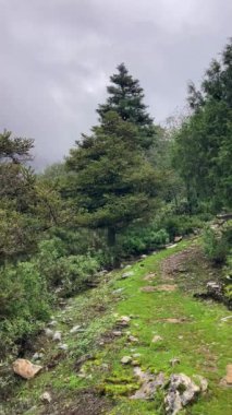 Pinewood 'dan Pinsapo de las Escaleretas' a, Sierra de Las Nieves Ulusal Parkı 'na kadar olan yürüyüş parkının panoramik görüntüsü.