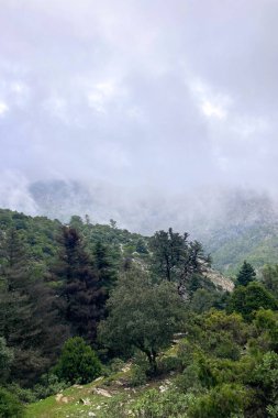 Pinewood 'dan Pinsapo de las Escaleretas' a, Sierra de Las Nieves Ulusal Parkı 'na kadar olan yürüyüş parkının panoramik görüntüsü.