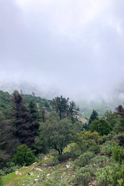 Panoramic view on pinewood from hiking trail to Pinsapo de las Escaleretas, National park of Sierra de Las Nieves, Spain clipart