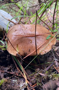 Variety of mushrooms along a woodland path, National park of Sierra de Las Nieves, Andalusia, Spain clipart