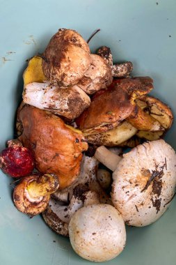 Orman yolu boyunca çeşitli mantarlar, Sierra de Las Nieves Ulusal Parkı, Endülüs, İspanya