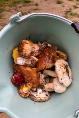 Variety of mushrooms along a woodland path, National park of Sierra de Las Nieves, Andalusia, Spain clipart