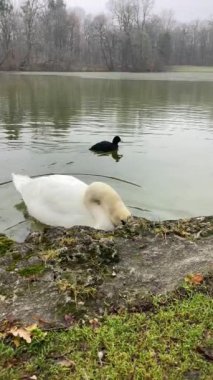 Almanya 'nın Münih kentindeki Nymphenburg Sarayı' ndaki parkta kuğular