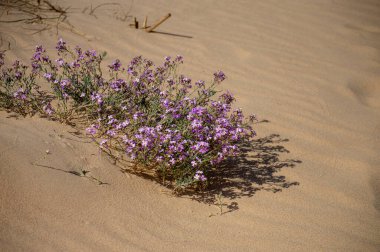 Valdevaqueros Dune Tarifa 'da, Cebelitarık Boğazı, İspanya