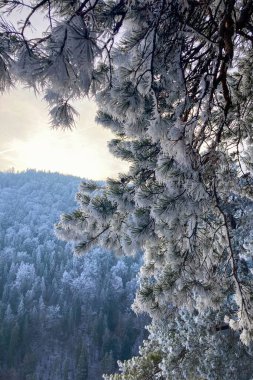 A frosty winter hike to Tomasovsky view, a stunning rock formation offering breathtaking vistas in Slovensky Raj National Park, Slovakia clipart