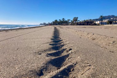 Torremolinos, İspanya sahilinde traktör izleri var.