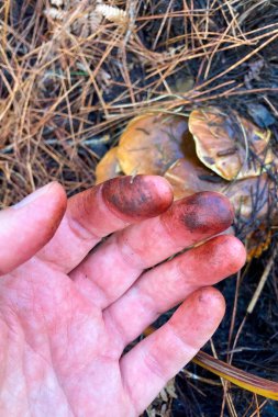 Wild mushrooms in the forest, Andalusia, Sierra Tejeda Natural Park, Spain clipart