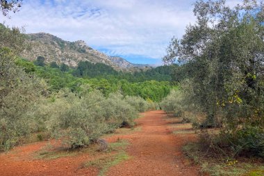 Sonbahar ormanlarında yürüyüş yolu, Sierra de Las Nieves Ulusal Parkı, İspanya