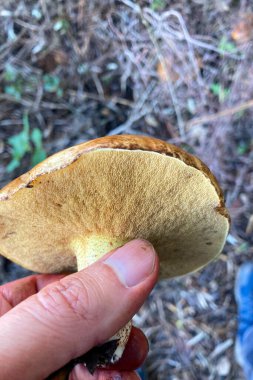 Ormanda yabani mantarlar, Endülüs, Sierra Tejeda Doğal Parkı, İspanya