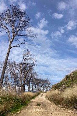 İspanya, Mijas yakınlarında terk edilmiş açık maden ocakları ve yanmış ağaçlar boyunca yürüyüş yapmak. 