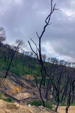 İspanya, Mijas yakınlarında terk edilmiş açık maden ocakları ve yanmış ağaçlar boyunca yürüyüş yapmak. 