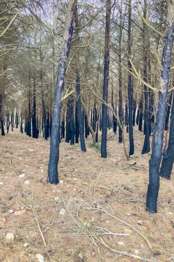 İspanya, Mijas yakınlarında terk edilmiş açık maden ocakları ve yanmış ağaçlar boyunca yürüyüş yapmak. 