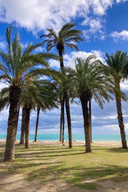 İspanya, Torremolinos sahilinde palmiyeler