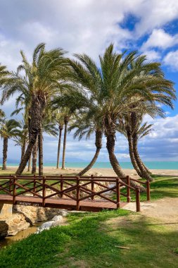 İspanya, Torremolinos sahilinde palmiyeler