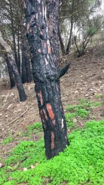 İspanya, Mijas yakınlarında terk edilmiş açık maden ocakları ve yanmış ağaçlar boyunca yürüyüş yapmak. 