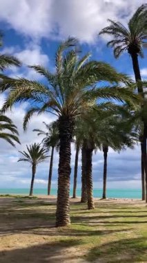 Palmiyeler ve deniz geçmişi, Costa del Sol, Malaga, İspanya