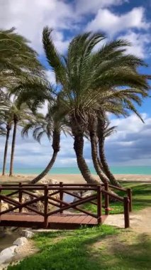 Palmiyeler ve deniz geçmişi, Costa del Sol, Malaga, İspanya