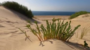 Valdevaqueros Dune, İspanya 'nın Cebelitarık Boğazı boyunca Tarifa' da bulunan büyüleyici bir kum tepesidir.