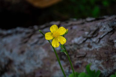Ormanda sarı çiçek