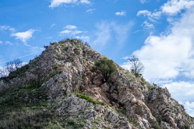 Keçiler terk edilmiş açık maden boyunca yürüyüş parkurunda ve İspanya 'nın Mijas kenti yakınlarında yanmış ağaçlar. 