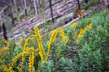 İspanya, Mijas yakınlarında terk edilmiş açık maden ocakları ve yanmış ağaçlar boyunca yürüyüş yapmak. 