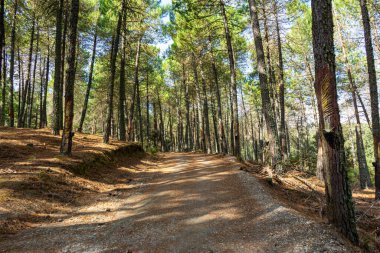 El Robledal dinlenme alanı, Maroma, Sierra Tejeda Doğal Parkı, İspanya 'ya yürüyüş parkı.