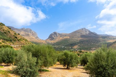 Zeytin ağaçları boyunca kırsal yol, Granada ili, Endülüs, İspanya