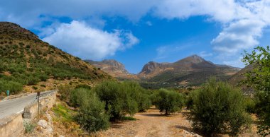 Zeytin ağaçları boyunca kırsal yol, Granada ili, Endülüs, İspanya