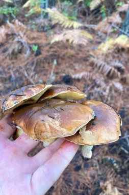 Ormanda yabani mantarlar, Endülüs, Sierra Tejeda Doğal Parkı, İspanya