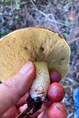 Ormanda yabani mantarlar, Endülüs, Sierra Tejeda Doğal Parkı, İspanya