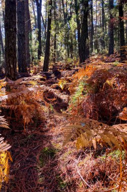 Sonbahar ormanlarında yürüyüş yolu, Sierra de Las Nieves Ulusal Parkı, İspanya