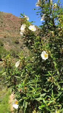 Caballos nehri üzerindeki şelalelere doğru yürüyüş yolu Tolox, Malaga, İspanya 'daki Sierra de la Nieves Ulusal Parkı