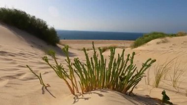 Valdevaqueros Dune, İspanya 'nın Cebelitarık Boğazı boyunca Tarifa' da bulunan büyüleyici bir kum tepesidir.