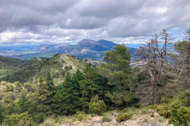 Yunquera 'nın panoramik manzarası ve Puerto Saucillo' dan uzanan çam ormanı manzarası, Sierra de las Nieves Ulusal Parkı, Endülüs, İspanya