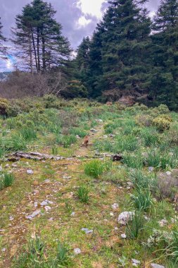 İspanya 'nın Endülüs şehrinin göbeğindeki Sierra de las Nieves Ulusal Parkı' nın sakin çam ormanlarında vahşi bir tilki dolaşır.