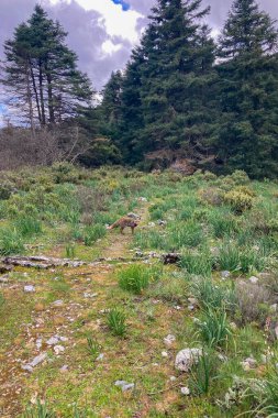 İspanya 'nın Endülüs şehrinin göbeğindeki Sierra de las Nieves Ulusal Parkı' nın sakin çam ormanlarında vahşi bir tilki dolaşır.