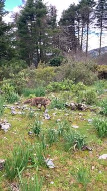 İspanya 'nın Endülüs şehrinin göbeğindeki Sierra de las Nieves Ulusal Parkı' nın sakin çam ormanlarında vahşi bir tilki dolaşır.