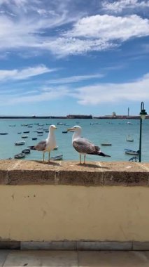 İspanya Cadiz 'deki La Caleta plajında martılar