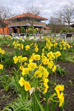 GIJON, SPAIN - 5 Nisan 2025: Atlantik Botanik Bahçesi, Gijon, Asturias, İspanya 'da yemyeşil, yerli bitki örtüsü ve dingin yürüyüş yollarıyla dolu muhteşem manzaralar sunmaktadır.