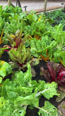 Atlantik Botanik Bahçesi, Gijon, Asturias, İspanya 'da yemyeşil, doğal bitki örtüsü ve huzurlu yürüyüş yollarıyla dolu muhteşem manzaralar sunar.