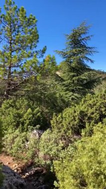 Puerto Saucillo bakış açısından başlayarak, çam ormanlarında yürüyüş yaparak Sierra de las Nieves Ulusal Parkı, Yunquera, Endülüs, İspanya