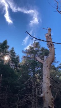 Puerto Saucillo bakış açısından başlayarak, çam ormanlarında yürüyüş yaparak Sierra de las Nieves Ulusal Parkı, Yunquera, Endülüs, İspanya