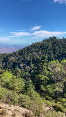 Puerto Saucillo bakış açısından başlayarak, çam ormanlarında yürüyüş yaparak Sierra de las Nieves Ulusal Parkı, Yunquera, Endülüs, İspanya