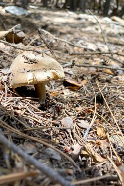 Sierra Nevada Ulusal Parkı, İspanya 'da bahar aylarında Mulhacen tepesine yürüyüş yolu.
