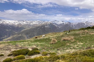 Sierra Nevada Ulusal Parkı, İspanya 'da bahar aylarında Mulhacen tepesine yürüyüş yolu.