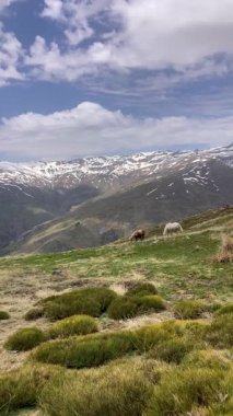 Sierra Nevada Ulusal Parkı, İspanya 'da bahar aylarında Mulhacen tepesine yürüyüş yolu.