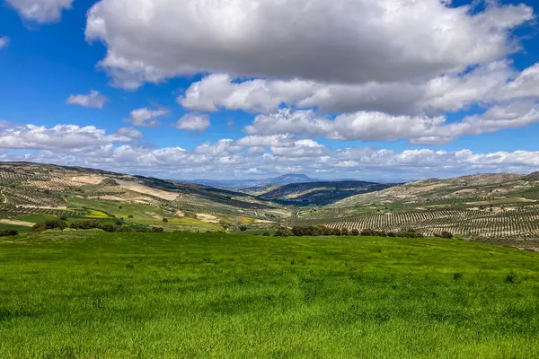 Kırsal alanlar büyülü yeşil renklerle parıldıyor, İspanya 'nın Granada eyaletinde sakin ve pitoresk bir doğal manzara yaratıyor.,
