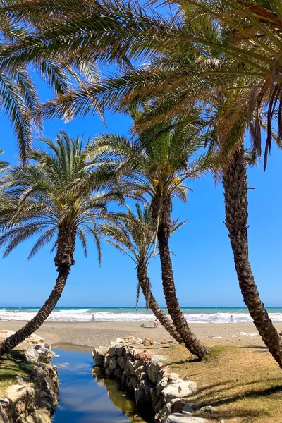 İspanya, Torremolinos sahilinde palmiyeler